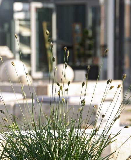 Foto Gartengestaltung